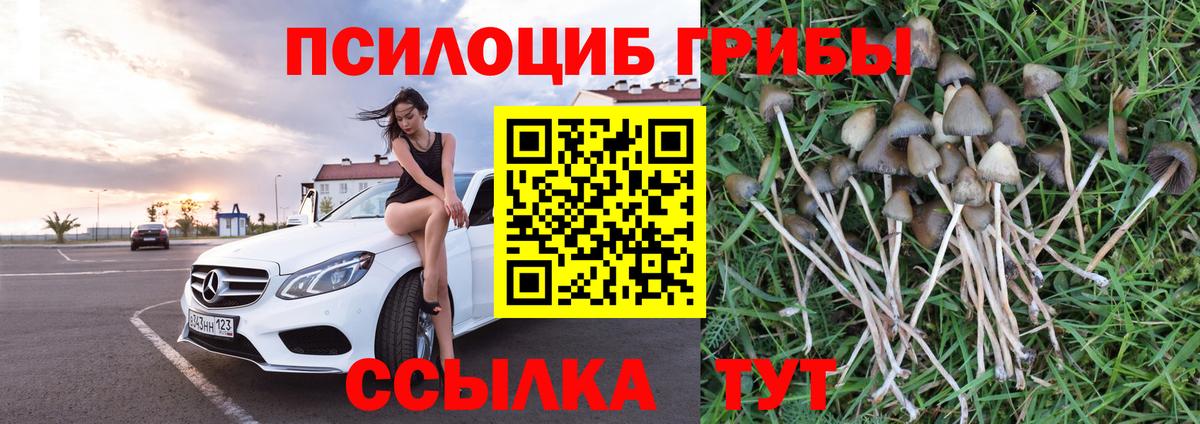 Галлюциногенные грибы Psilocybine cubensis Приморско-Ахтарск